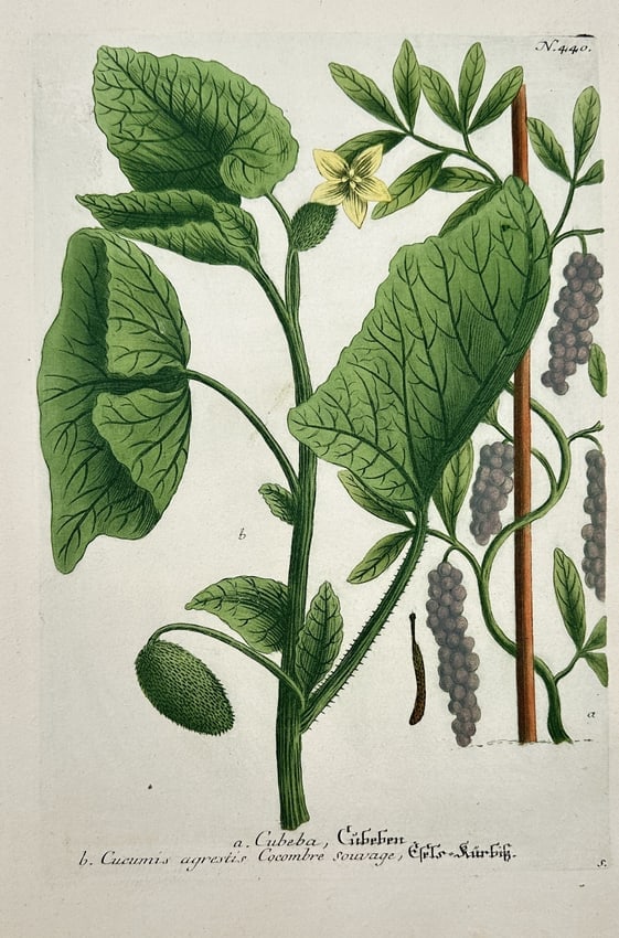 Johann Wilhelm Weinmann – Illustration of Wild Cucumber and Cubeb Pepper (1 of 2)