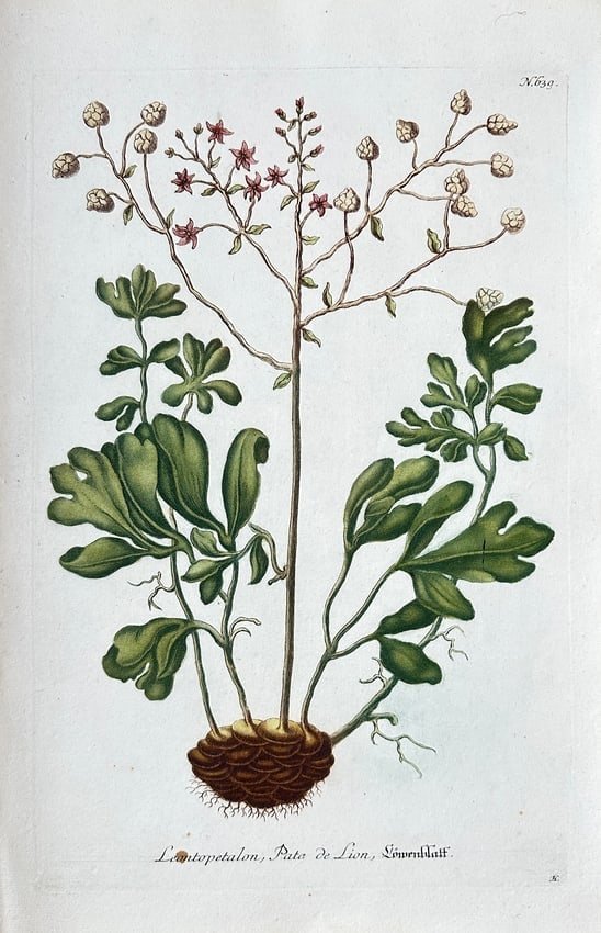 Johann Wilhelm Weinmann – Plantain-leaved Saxifrage (Lithospermopetalon: This botanical illustration depicts the Lithospermopetalon, commonly known by the vernacular name Bito de Lion or Lion's Bite, a historical or early classification for a type of plant a species of Sax
