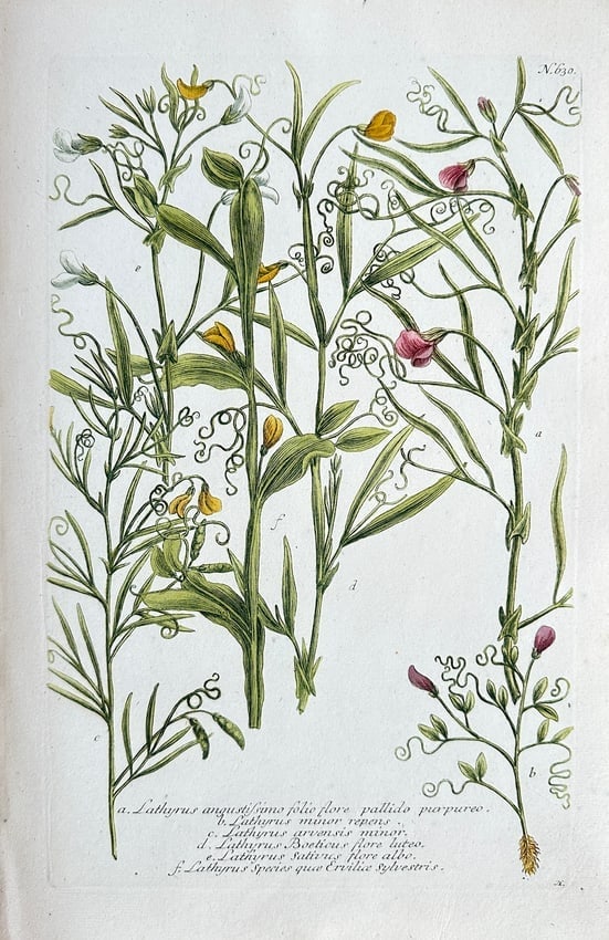 Johann Wilhelm Weinmann – Various Vetch and Pea Species – Hand-Colored Engraving (1 of 2)