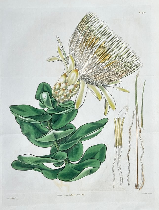 William Curtis (1746–1799) – Broad-Leaved Bottlebrush (Banksia latifolia): This botanical illustration showcases the Broad-Leaved Bottlebrush or another species of Banksia, which is native to Australia. The image prominently features a spectacular, cone-shaped inflorescence 