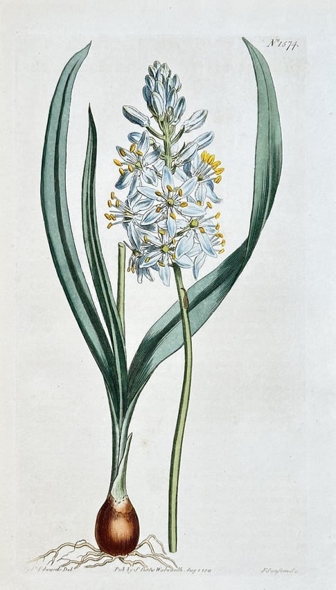 Samuel Curtis (1774–1860) – Pale-flowered Star of Bethlehem – Hand-coloured engr: This detailed botanical engraving depicts the plant Ornithogalum nutans, commonly known as the Pale-flowered Star of Bethlehem. The illustration is from the renowned publication Curtis's Botanical Mag