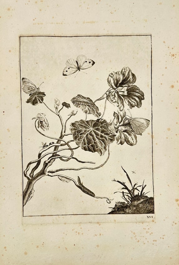 Jacob L'Admiral (1700–1770) – Metamorphosis of Butterfly Species with Geranium: This detailed entomological engraving, designated as Plate XVI, documents the life cycle and host plant of one or more butterfly or moth species, depicting the adult insects, caterpillars, and possibl