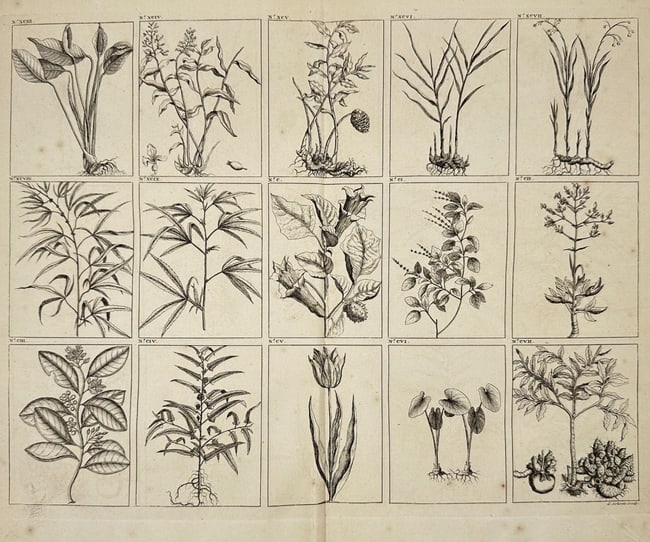 François Valentijn – Botanical Specimens of Southeast Asian Plants, Plate: This botanical engraving originates from Oud en Nieuw Oost-Indiën, the monumental natural history and ethnographic work by Dutch scholar François Valentijn. The plate is composed of sixteen labeled