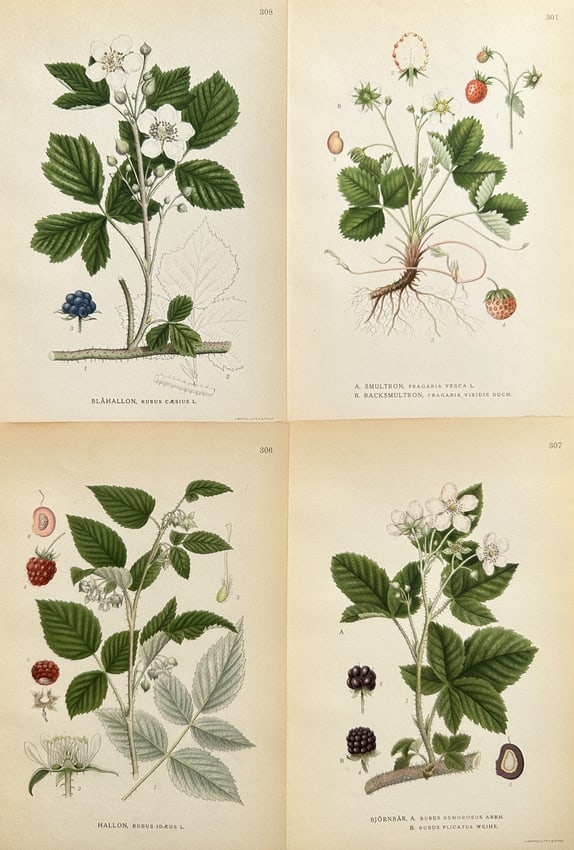 Carl Axel Magnus Lindman (1856–1928) – Set of 4: Wild Strawberry, Raspberry: This set of four detailed botanical prints illustrates several species of small, edible berries native to the Nordic region, all belonging to the genus Rubus or related genera in the rose family (Rosa