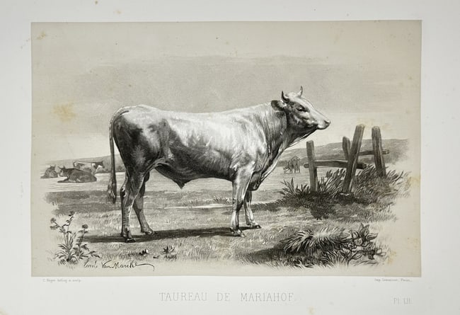 Emile Baudement – Mariahof Bul – Plate LI from Les races bovines - Heliogravure: This heliogravure presents the Mariahof bull, a powerful representative of the Austrian alpine breed known for its strength, endurance, and suitability for mountainous farming. The composition centers