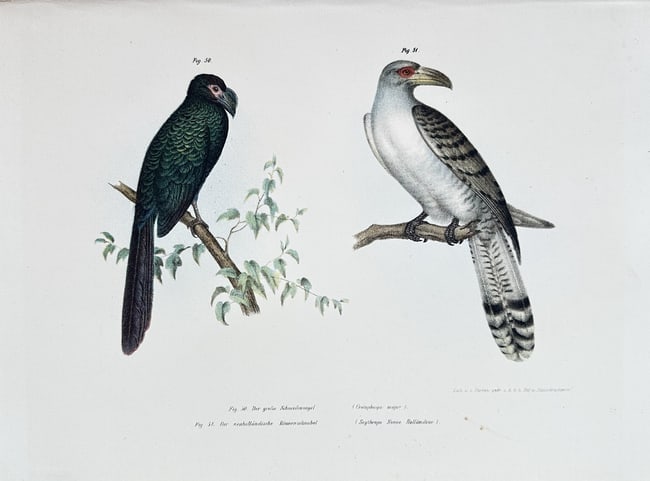 Karl Joseph Brodtmann – Great-billed Parrot and Greater Painted-snipe: This scientific illustration presents two distinct exotic bird species on a single plate. On the left is the Great-billed Parrot, depicted with dark green plumage and a powerful beak, perched upon a l