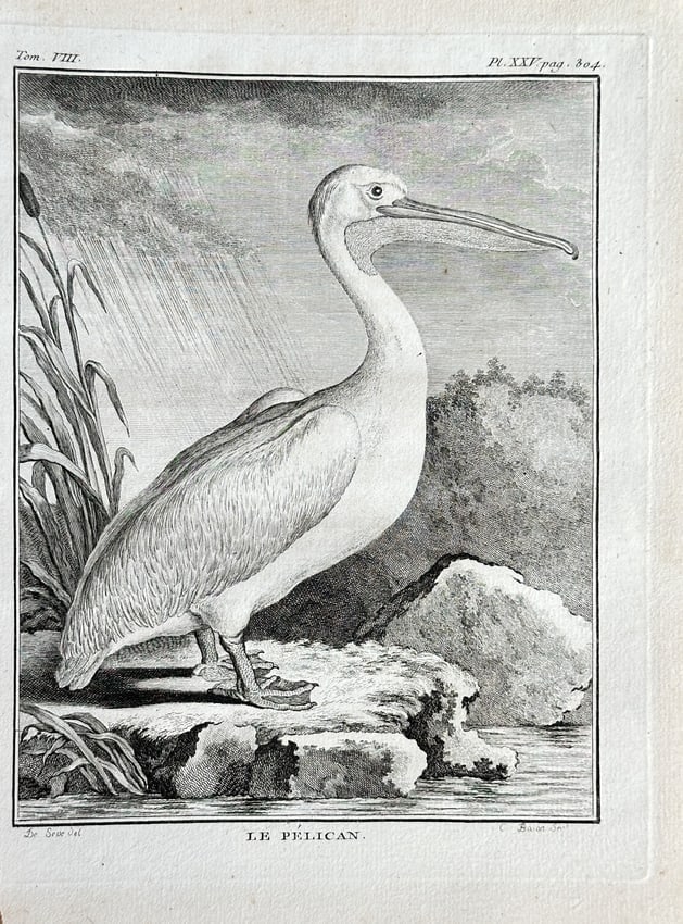 Georges Louis Leclerc, Comte de Buffon – The Pelican – Engraving (1781) (1 of 2)