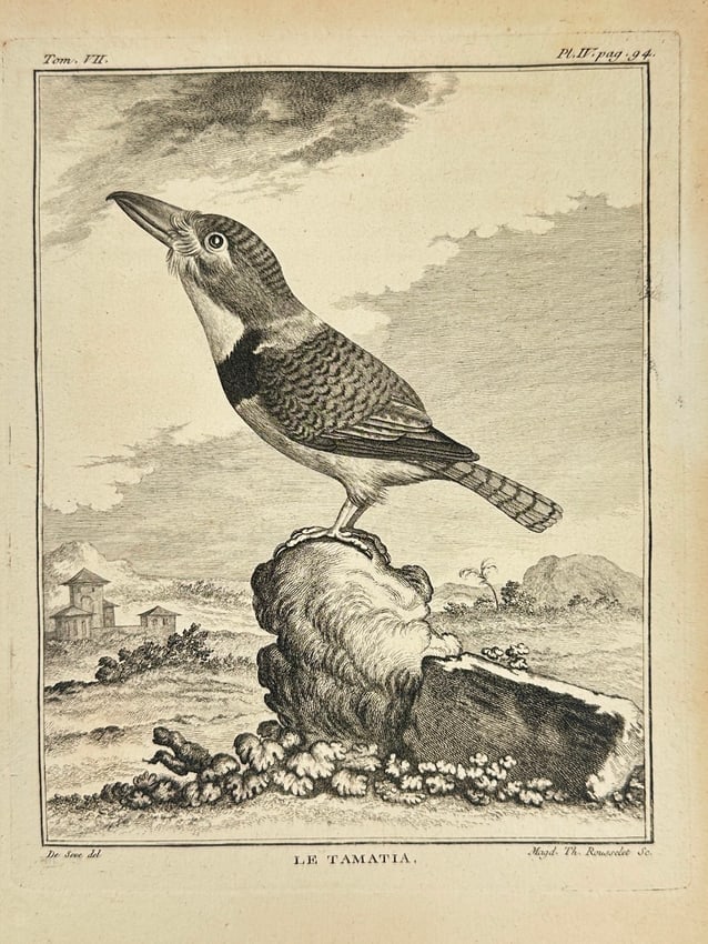 Georges-Louis Leclerc, Comte de Buffon – Le Tamatia (The Jacamar) – Engraving (1 of 2)