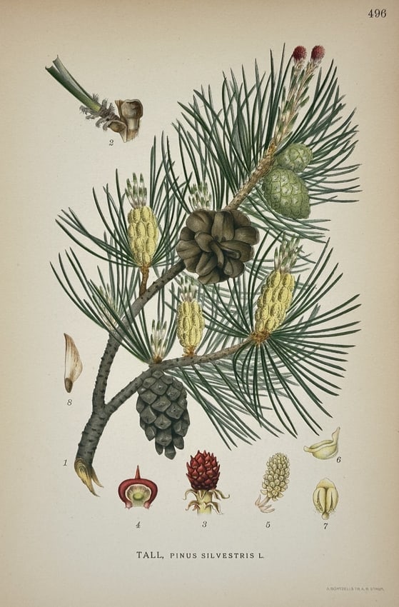 Carl Axel Magnus Lindman – Tall, Pinus Silvestris L. (Scots Pine): This print is a detailed illustration of a botanical specimen, Tall, Pinus Silvestris L. (Scots Pine). The illustration shows a branch of the pine with its characteristic needles, male and female cone