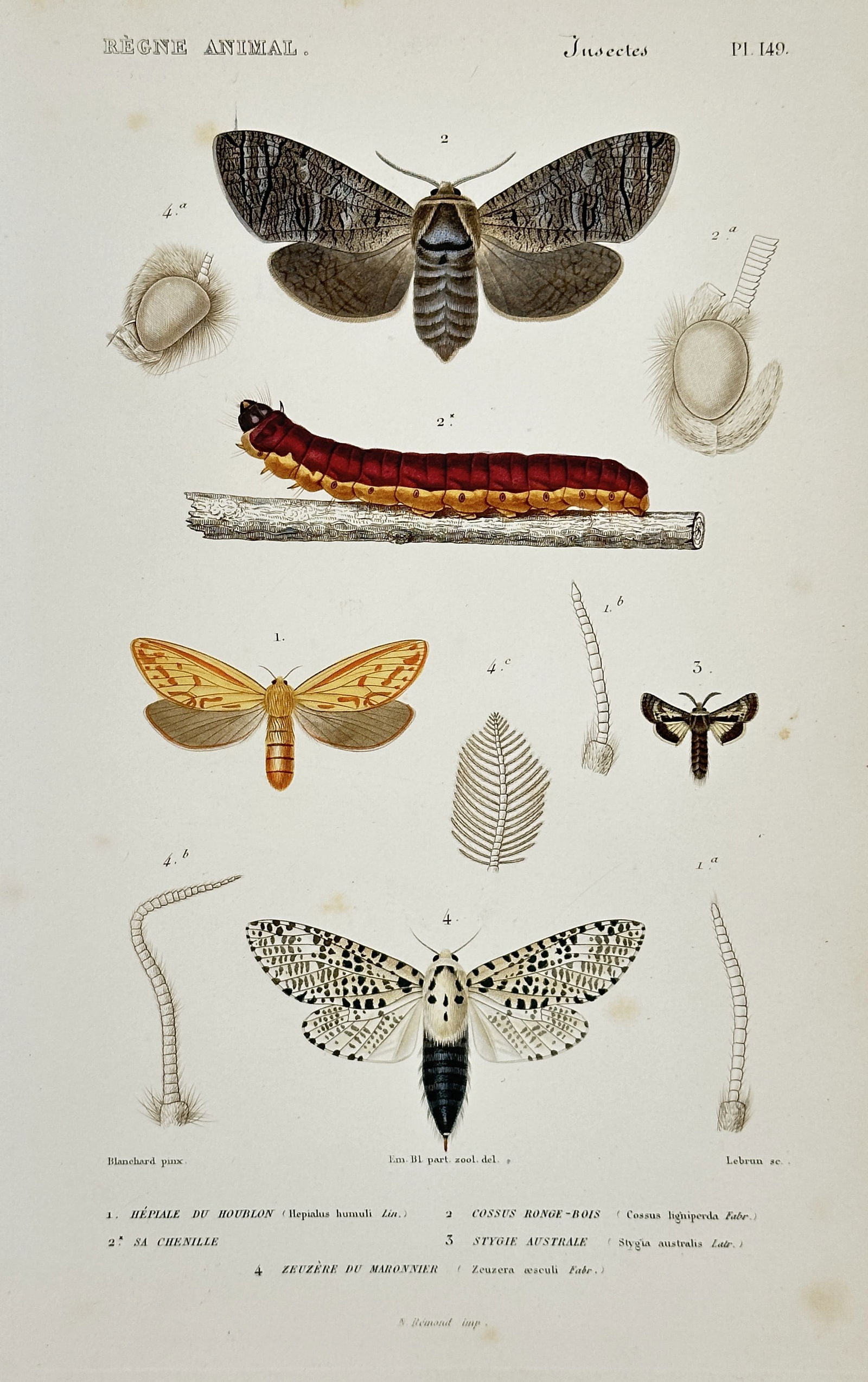 Georges Cuvier – Moths including the Ghost Moth and Oak Eggar – Hand-colored copperplate (1 of 2)