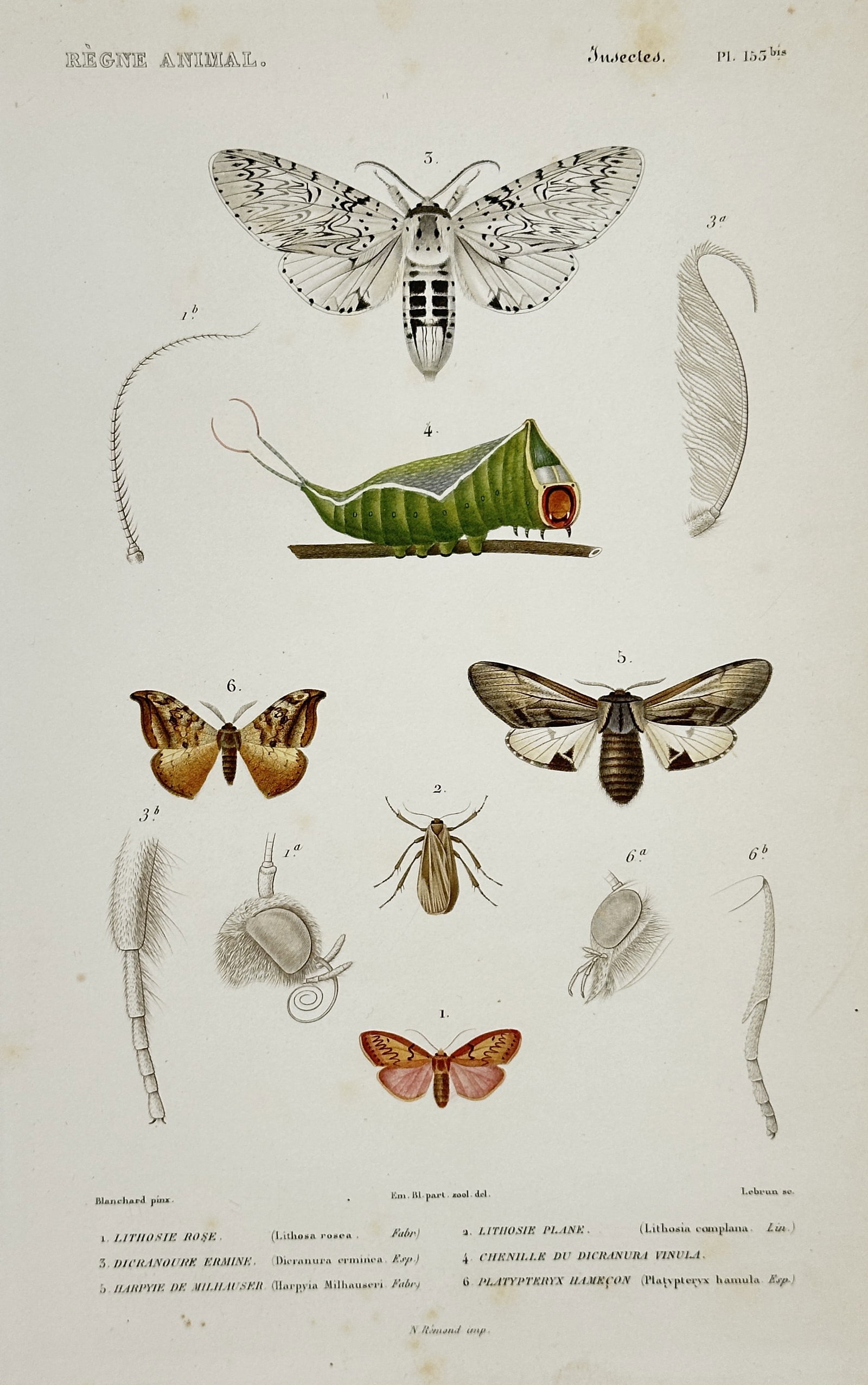 Georges Cuvier – Moths and Larvae including the Puss Moth Caterpillar: This hand-colored copperplate engraving illustrates several lepidopteran species, prominently featuring the striking green caterpillar of the Puss Moth and various adult Footman and Hook-tip moths. Th