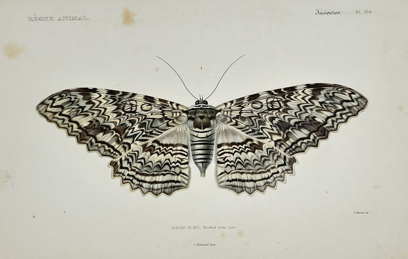 Georges Cuvier – Wavy Black Moth from Scotland – Hand-colored copperplate engraving (1 of 2)