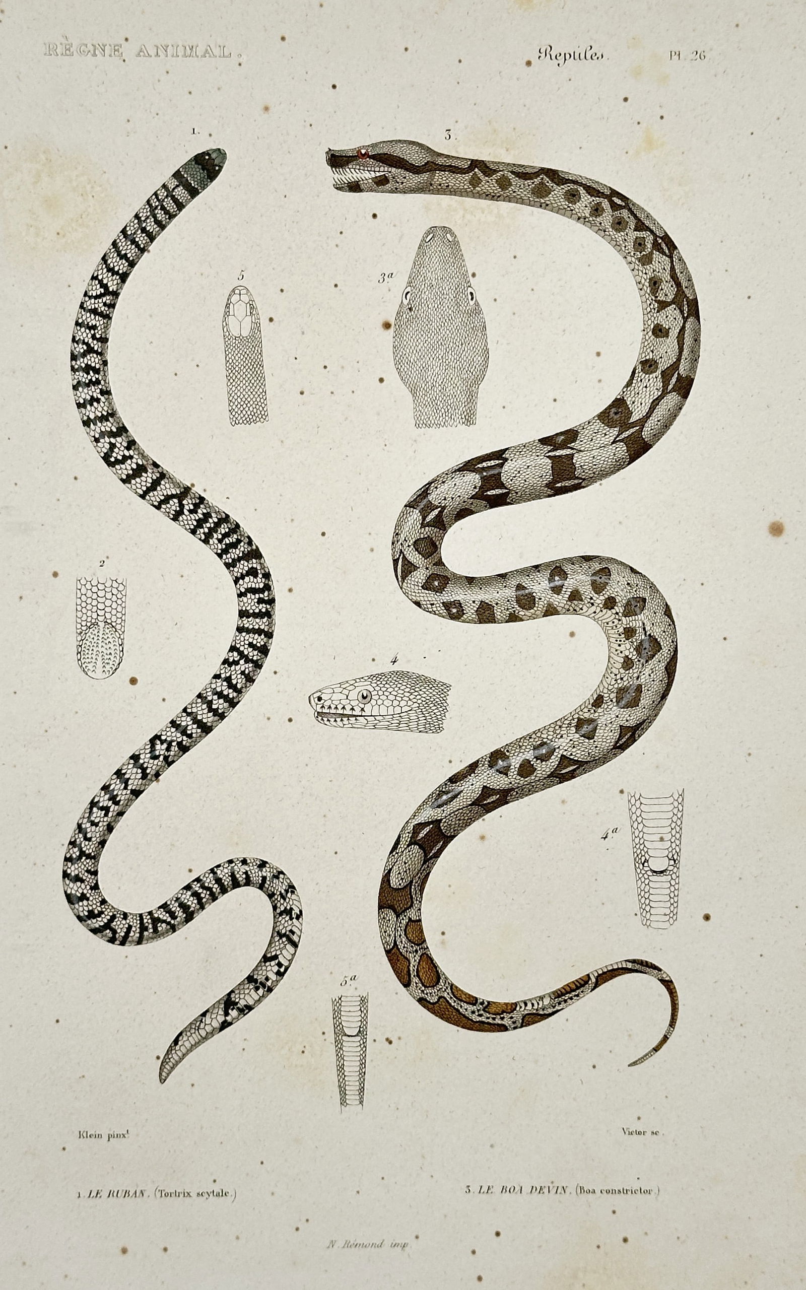 Georges Cuvier – Snakes including the Scytale and a Brown Constrictor: This hand-colored copperplate engraving illustrates two slender snake species, the Scytale and a snake identified as a type of brown constrictor, rendered in intricate coiled postures. The print also