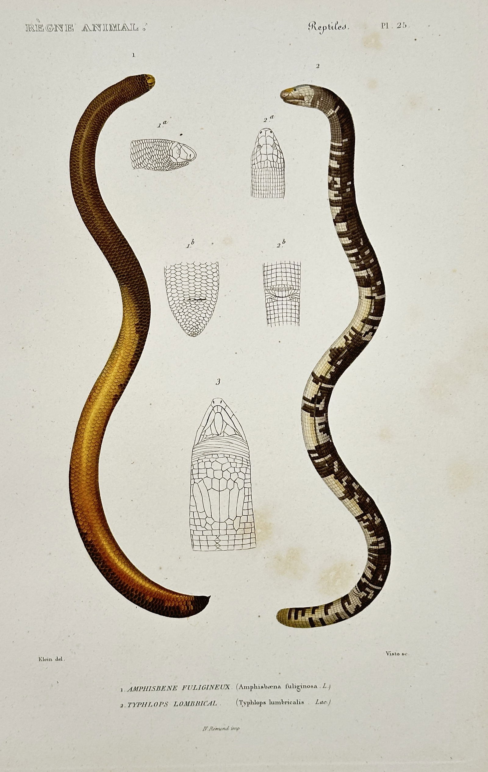 Georges Cuvier – Worm Snake and Blind Snake with Scale Details – Hand-colored copperplate (1 of 2)