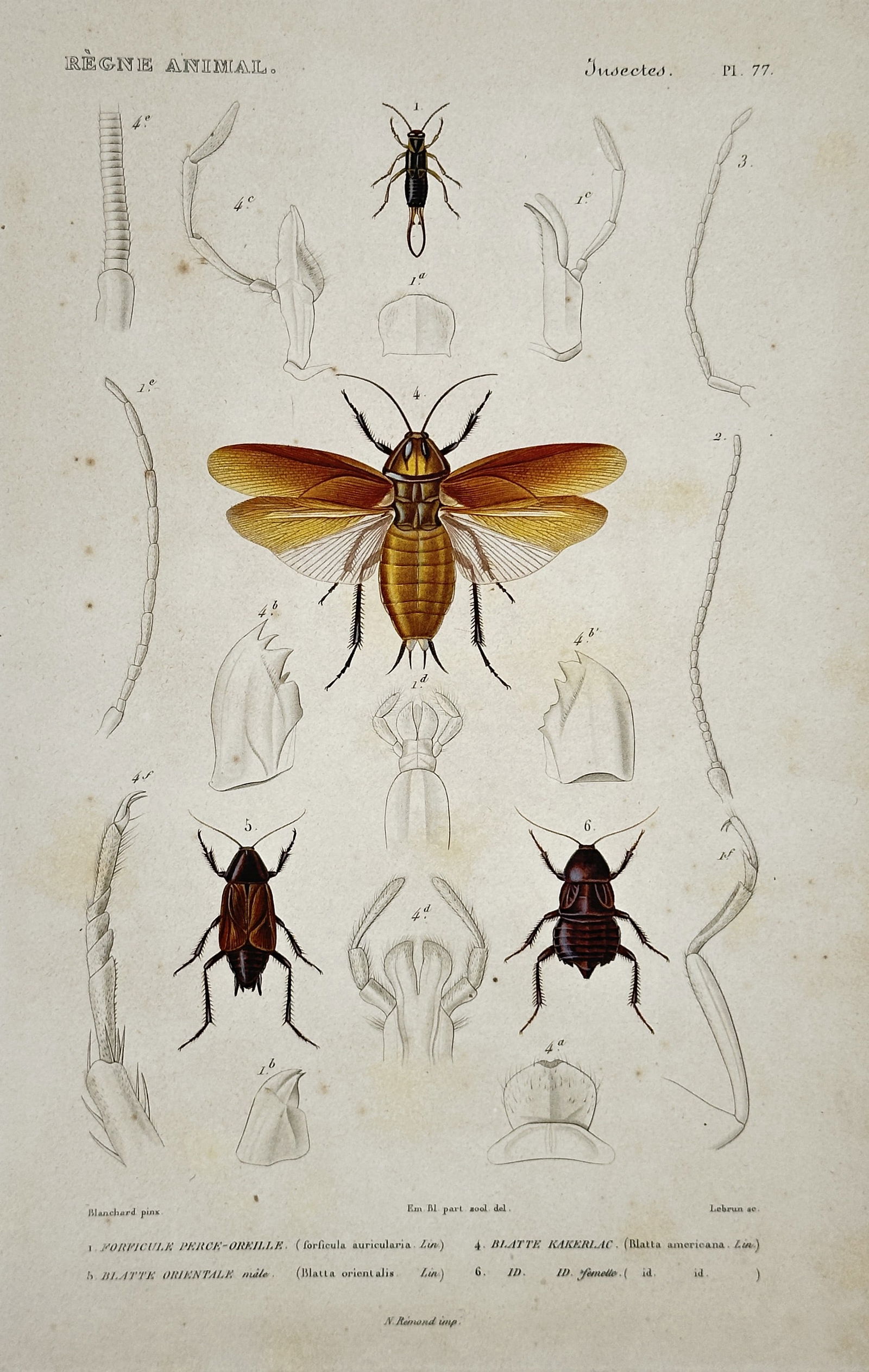 Georges Cuvier – Flies with Anatomical Details – Hand-colored copperplate engraving (19th (1 of 2)