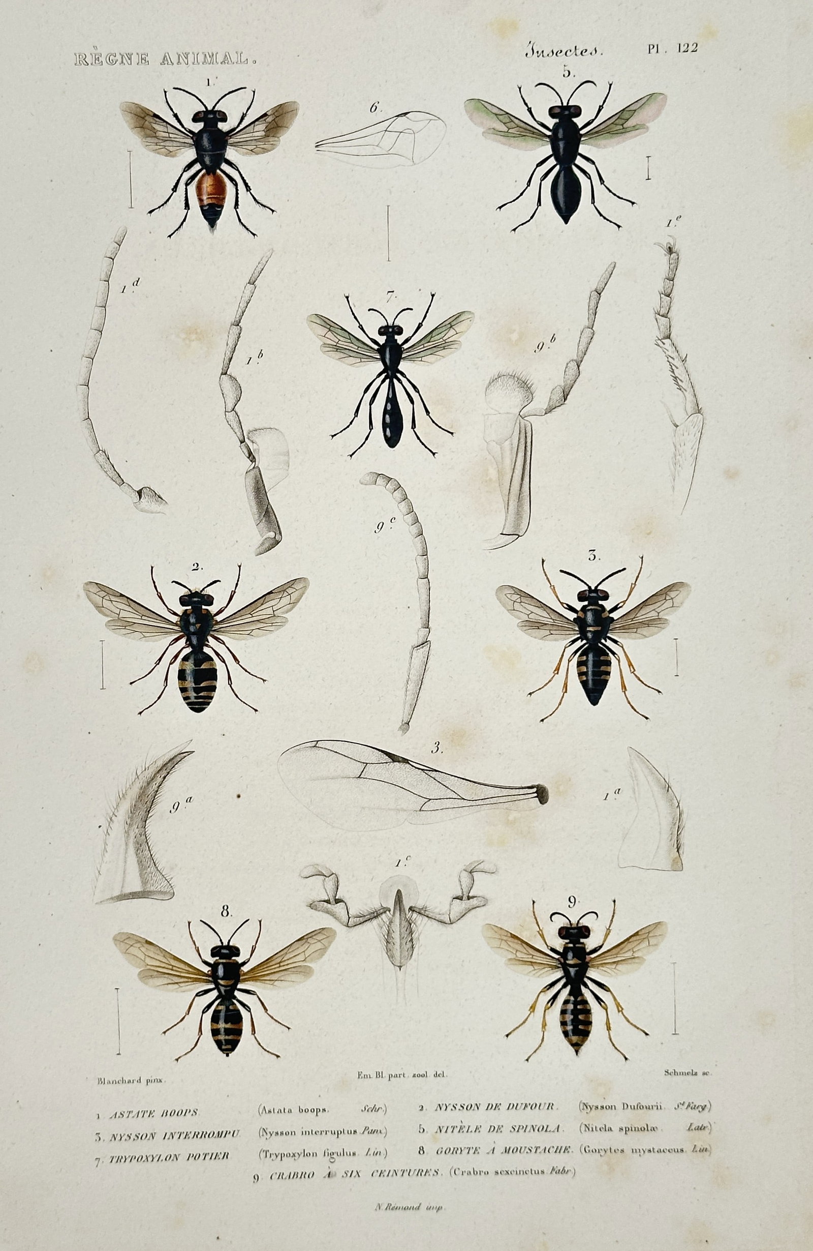 Georges Cuvier – Wasps and Hymenoptera with Anatomical Details – Hand-colored copperplate: This hand-colored copperplate engraving illustrates several species of Wasps and Hymenoptera, including various types of solitary and digging wasps. The print is highly scientific, featuring magnified