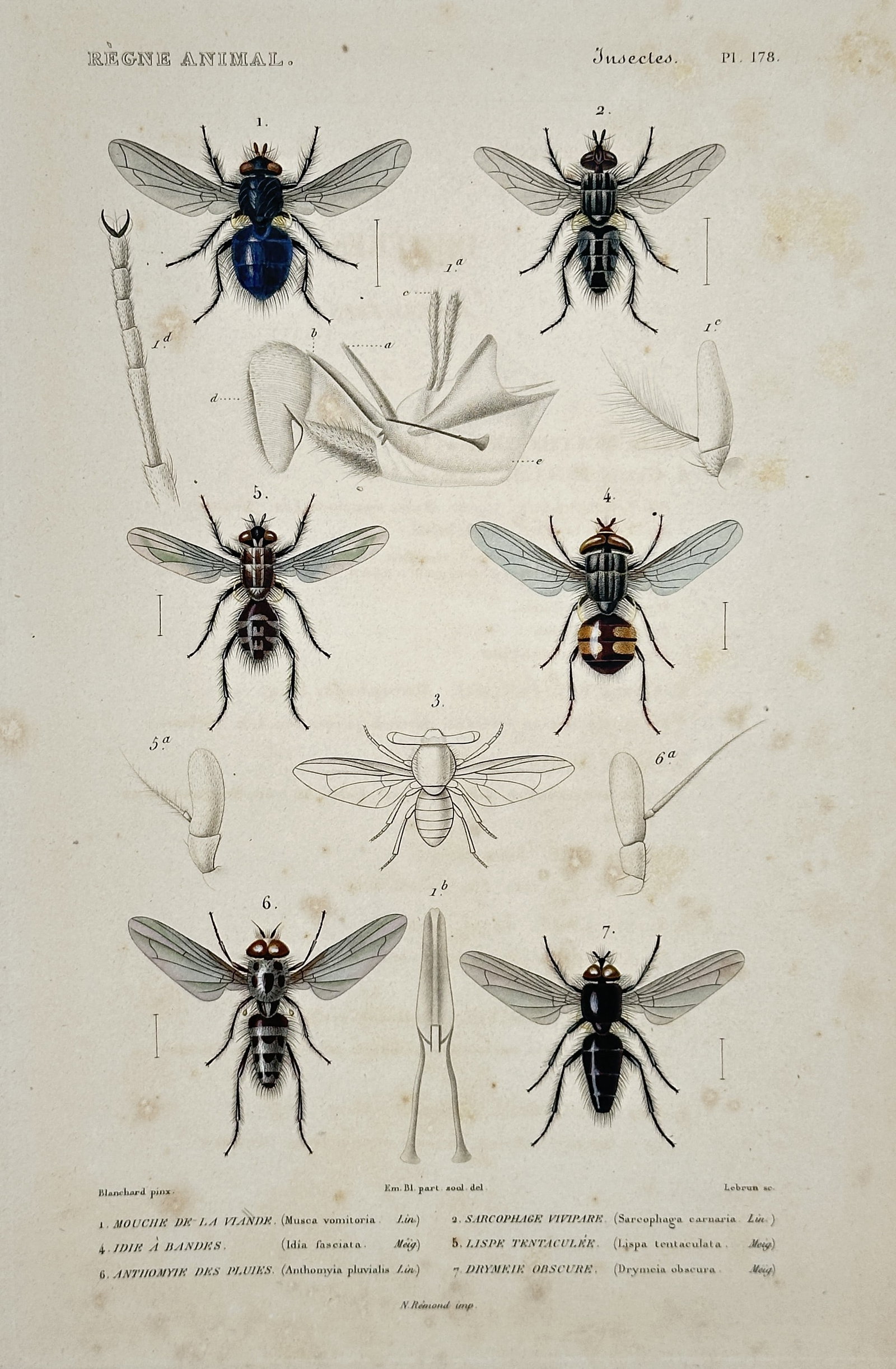 Georges Cuvier – Cockroaches, Earwigs, and Insect Anatomy – Hand-colored copperplate engraving: This hand-colored copperplate engraving illustrates several insect species, including the American Cockroach, the Oriental Cockroach, and the European Earwig, originating from the zoological series Le