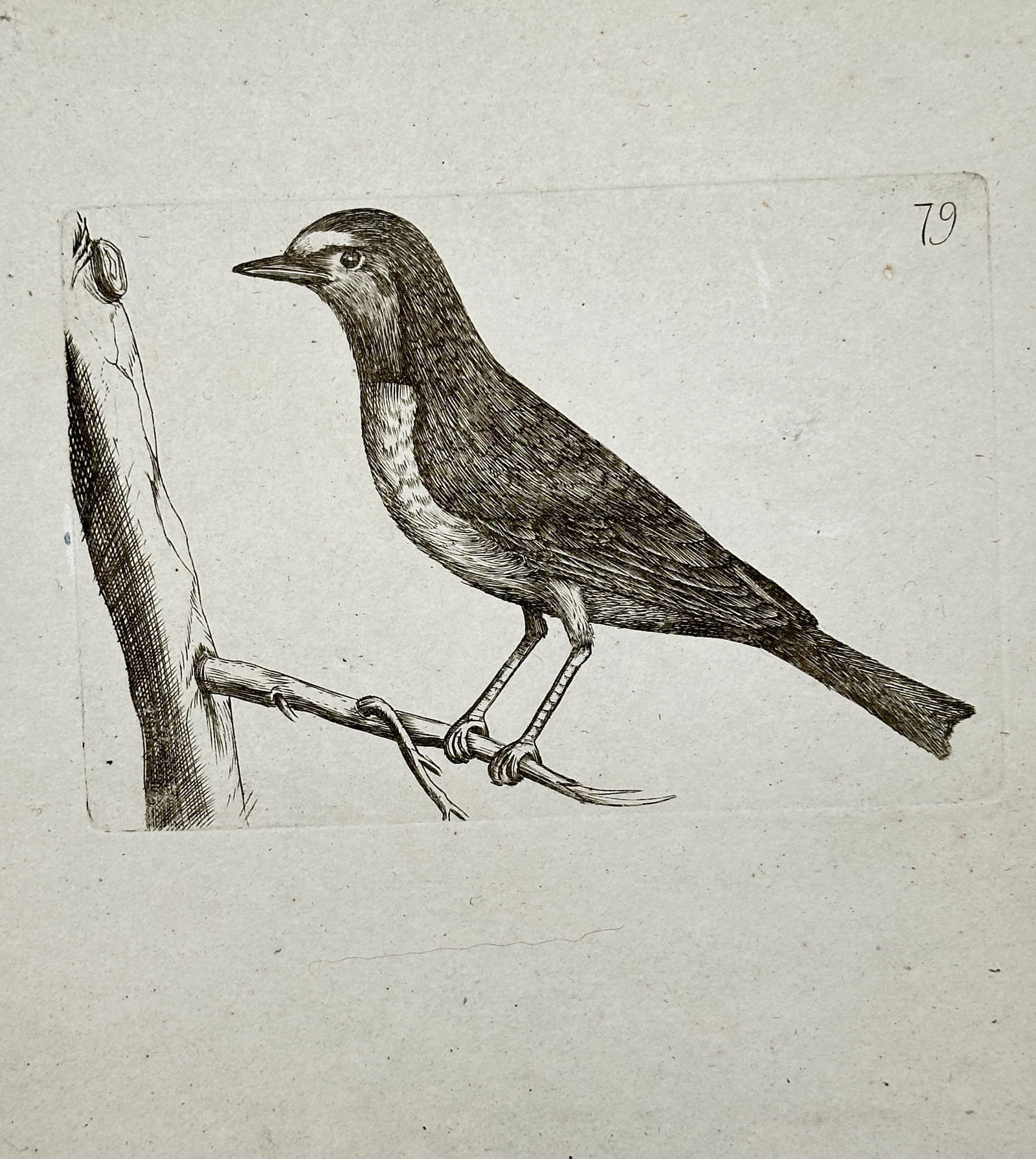 Unknown Artist – Small Passerine Bird with Stripe Perched on a Branch – Engraving (19th Century) (1 of 2)