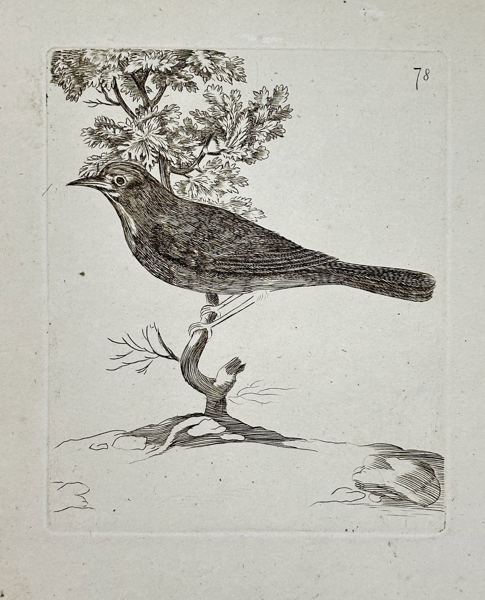 Unknown Artist – Small Passerine Bird Perched in a Leafy Branch – Engraving (19th Century) (1 of 2)