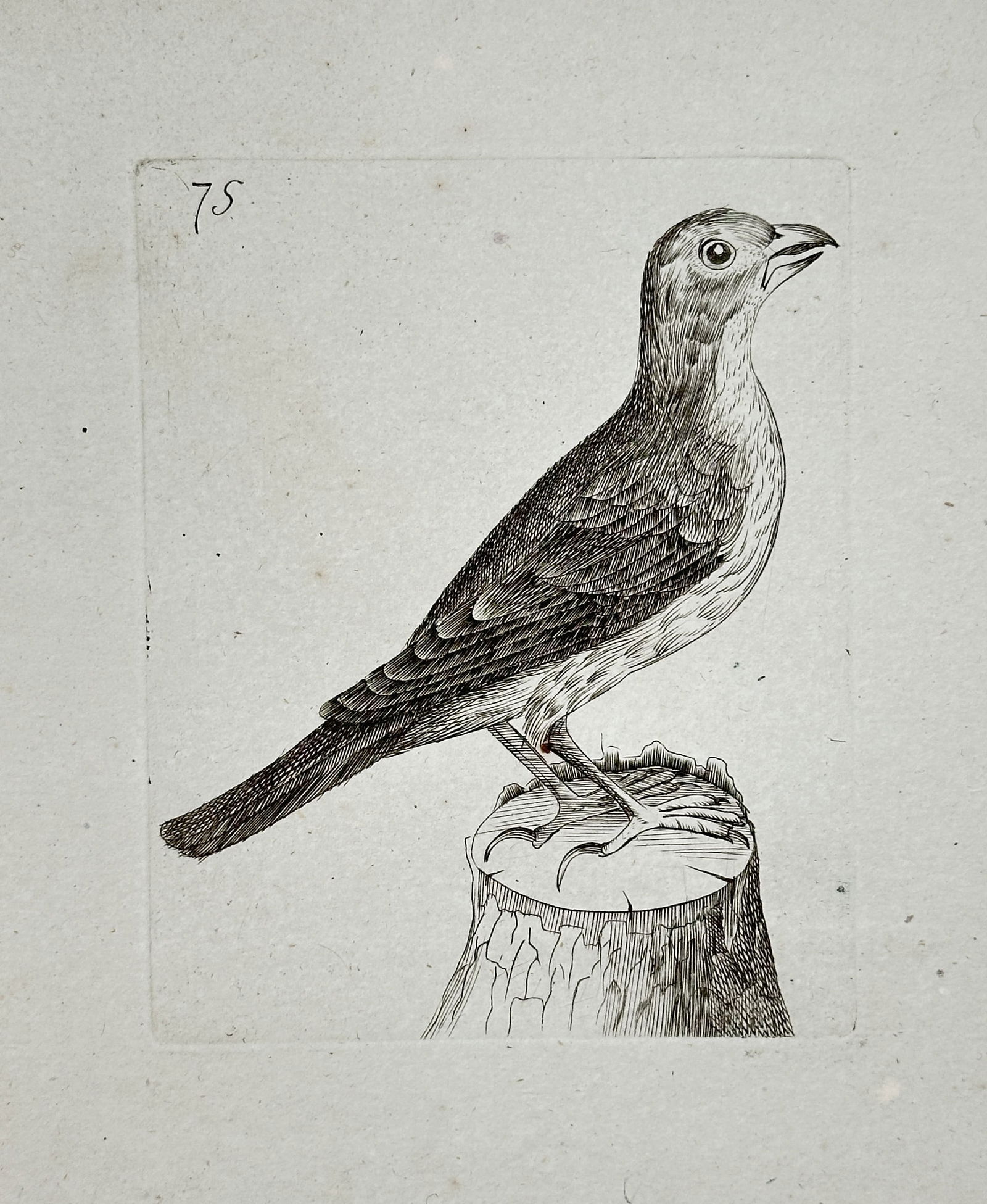 Unknown Artist – Small Passerine Bird Standing on a Tree Stump – Engraving (19th Century) (1 of 2)