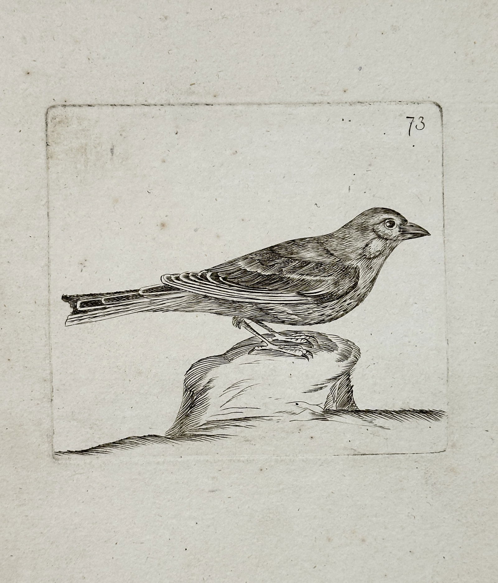 Unknown Artist – Small Passerine Bird Standing on a Rock – Engraving (19th Century) (1 of 2)
