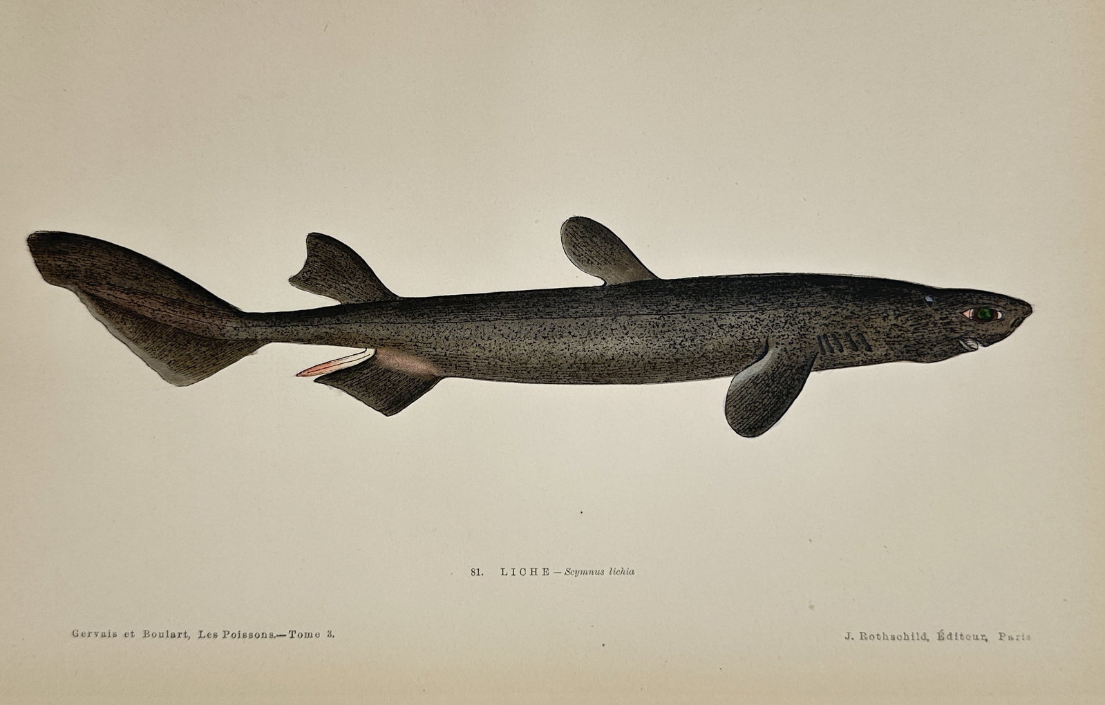 Jules Rothschild – Liche (Hypanus Dulia) – Hand-colored engraving (19th Century): This hand-colored engraving illustrates the Liche (Hypanus Dulia) shark, depicted in a lateral profile as a deep black silhouette with reddish accents near the fins. The print originates from Les Pois