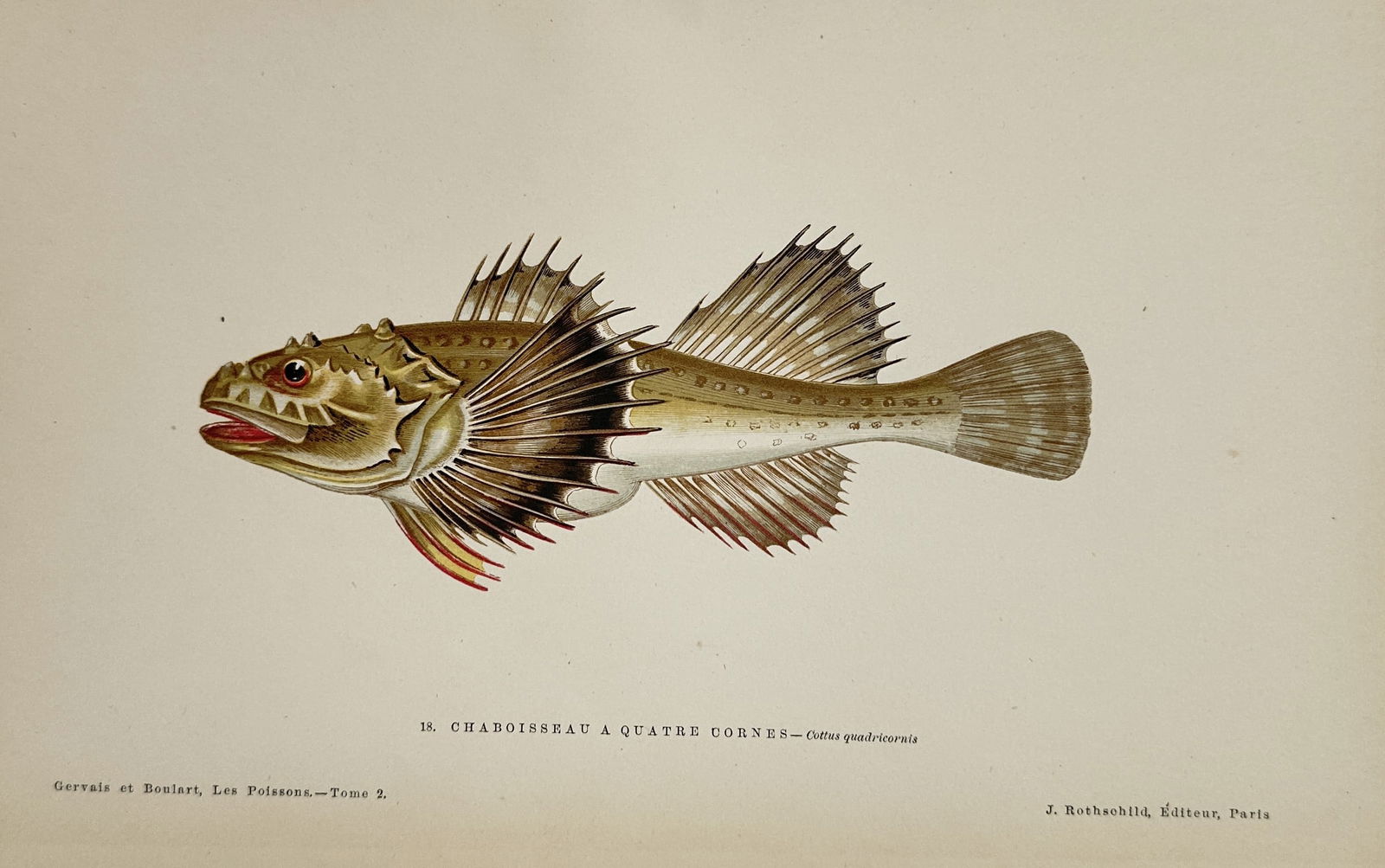 Jules Rothschild – Four-horned Sculpin (Cottus quadricornis) – Hand-colored engraving (19th (1 of 2)