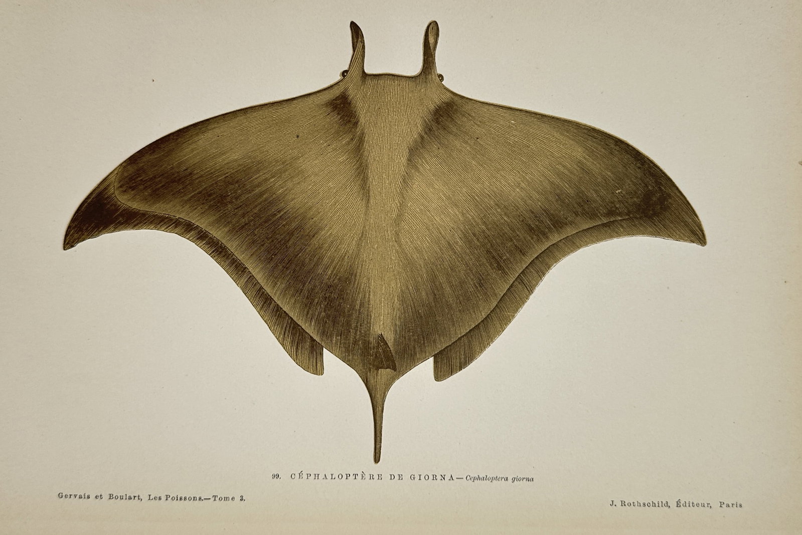 Jules Rothschild – Galehead Devilray (Cephaloptera giorna) – Engraving (19th Century): This engraving illustrates the Galehead Devilray (Cephaloptera giorna), depicted from a dorsal view, highlighting its broad body and two forward-pointing cephalic fins. The print originates from Les P