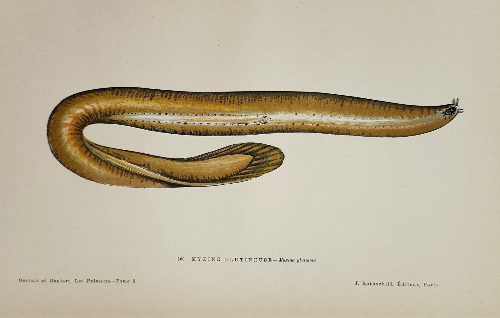 Jules Rothschild – Atlantic Hagfish (Myxine glutinosa) – Hand-colored engraving (19th Century): This hand-colored engraving illustrates the Atlantic Hagfish (Myxine glutinosa), depicted in a curved lateral profile with visible gill pouches, rendered in golden and brown tones. The print originate