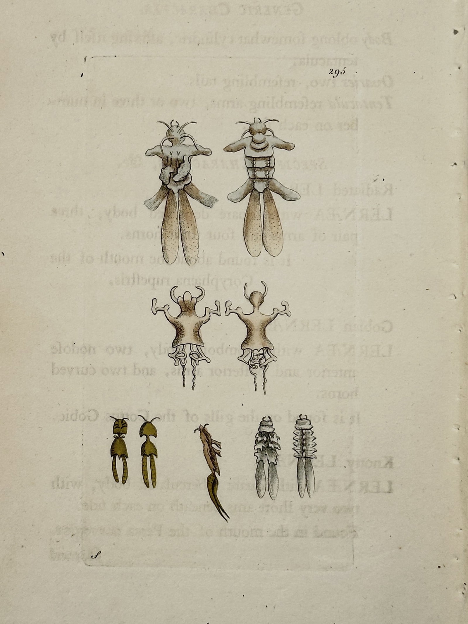 Frederick Nodder – Lernaean Copepods (Parasitic Crustaceans) Zoological Illustration: This hand-colored copperplate engraving illustrates various highly magnified species of Lernaean Copepods, which are parasitic crustaceans, showing detailed views of their anatomy and form. The print 
