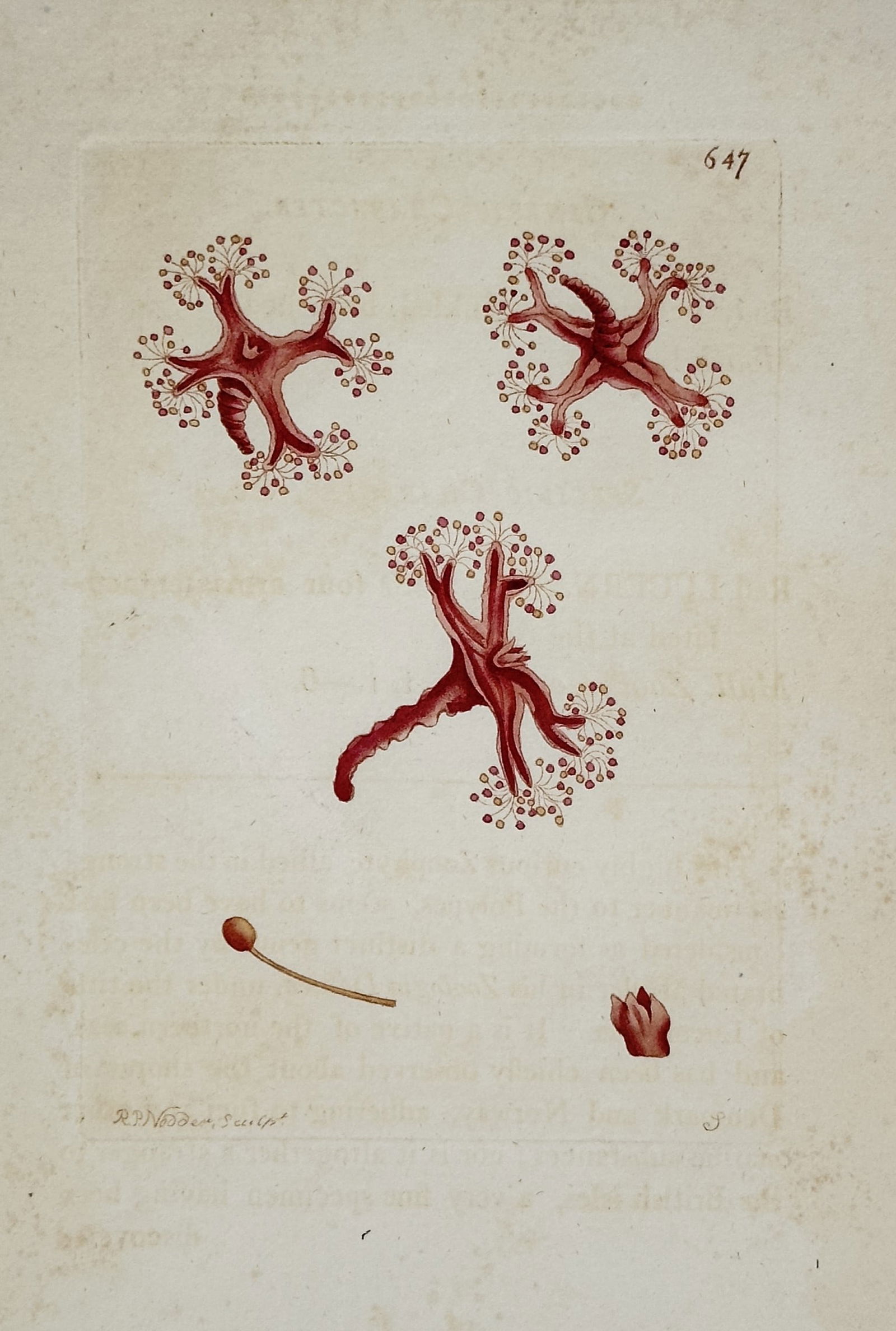 Frederick Nodder – Actinia Sea Anemone (Zoological Illustration) – Hand-colored copperplate: This hand-colored copperplate engraving illustrates several views of an Actinia sea anemone, shown as a red, star-shaped polyp with numerous tentacles. The print originates from George Shaw and Freder