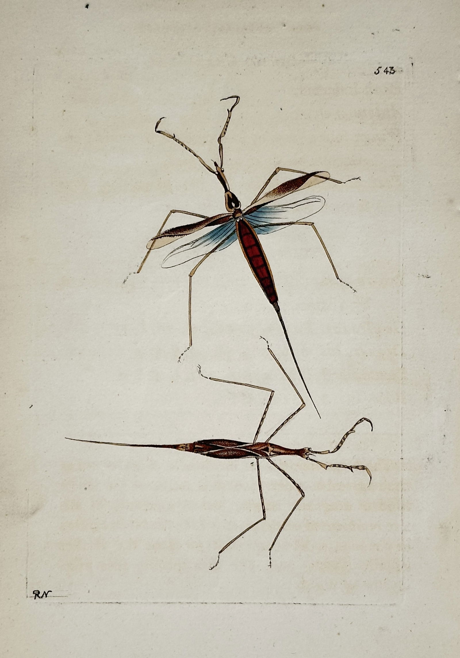 Frederick Nodder – Water Scorpion and Water Measurer Insects – Hand-colored copperplate (1 of 2)
