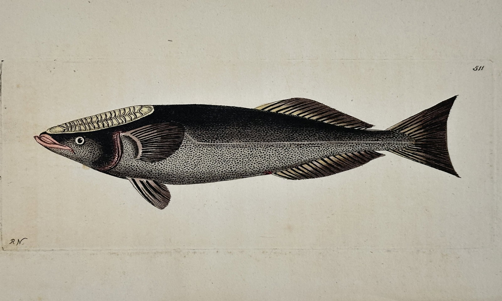 Frederick Nodder – Remora or Suckerfish (Ship-Holding Fish) Zoological Illustration: This hand-colored copperplate engraving illustrates a Remora or Suckerfish (Echeneis), shown in lateral profile, prominently displaying the distinctive oval, laminated sucking disc on its head. The pr