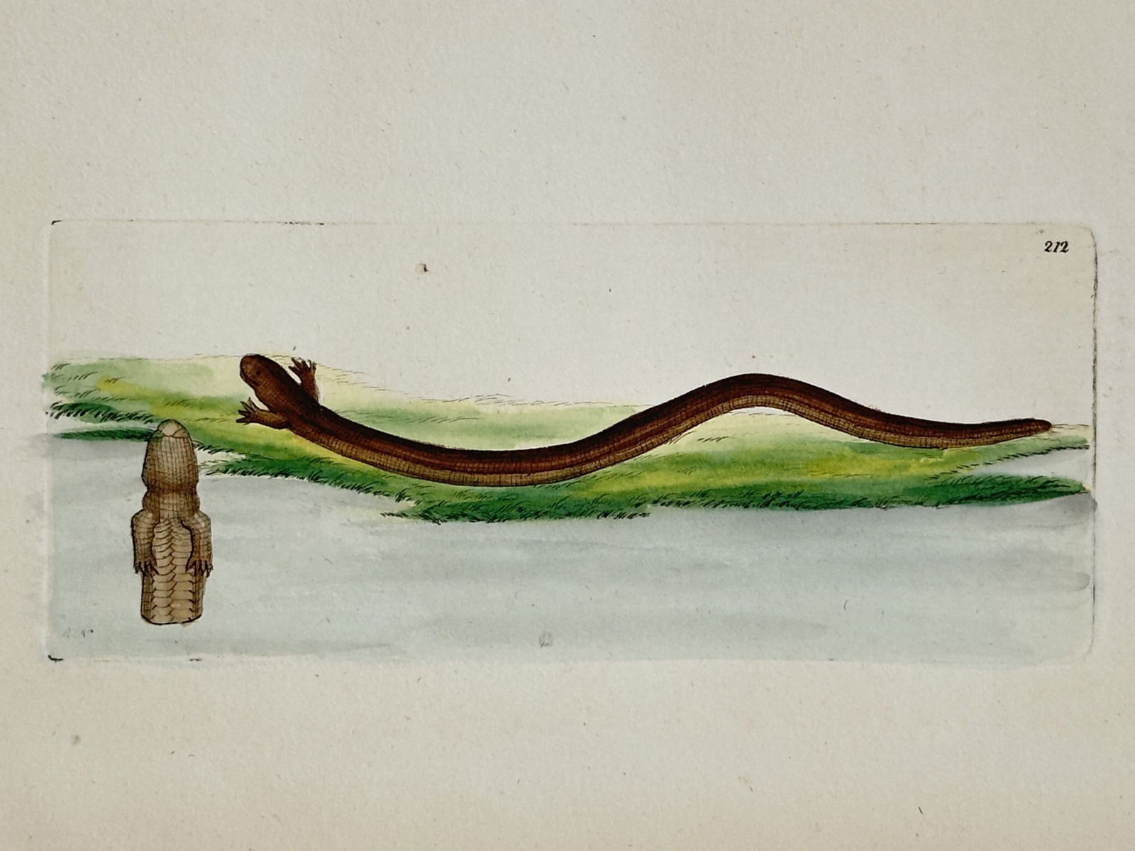 Frederick Nodder – Snake-like Reptile and Anatomical Detail – Hand-colored copperplate engraving (1 of 2)
