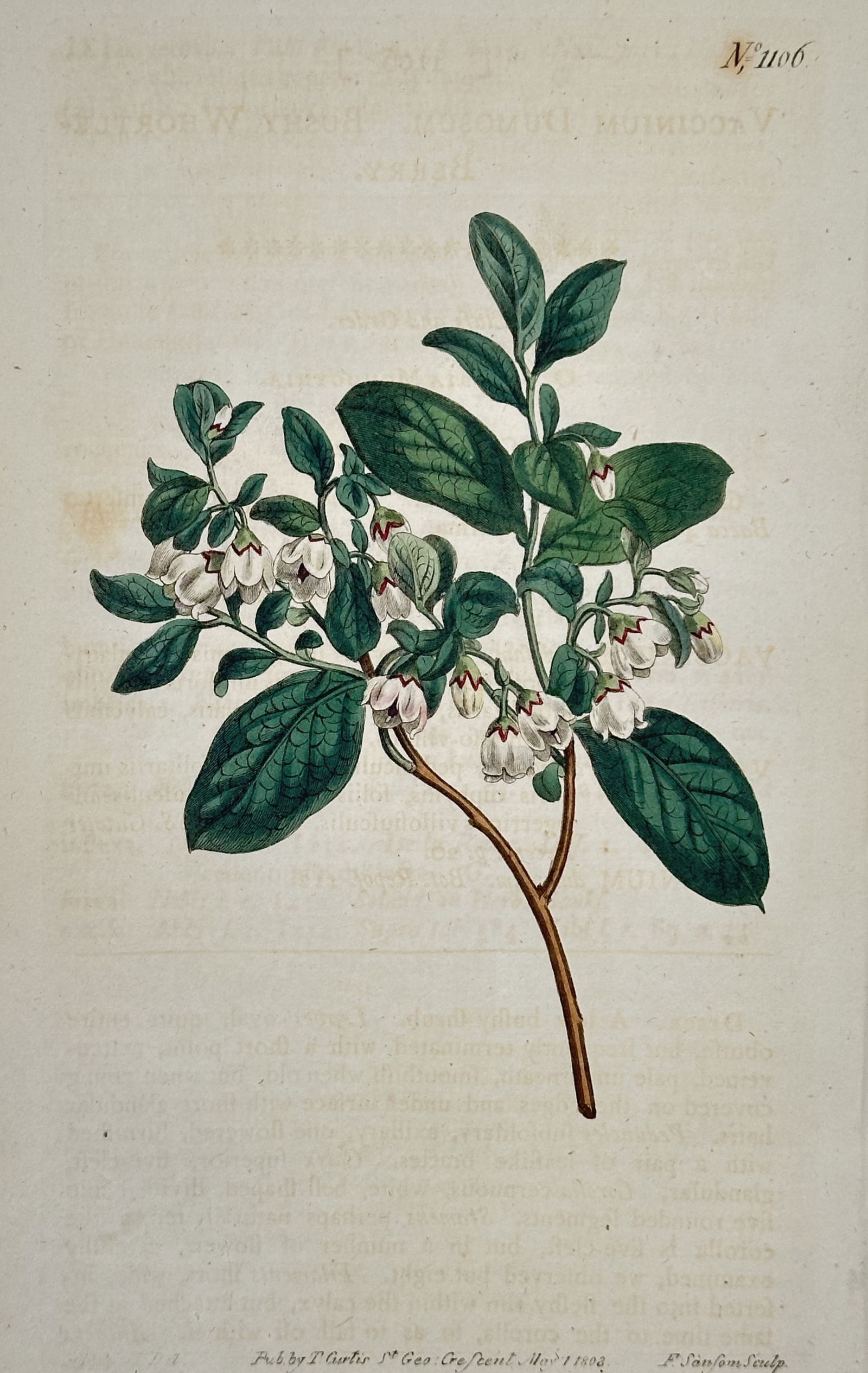 William Curtis – Yellow Bell-Shaped Flower Shrub Botanical Illustration (1 of 2)