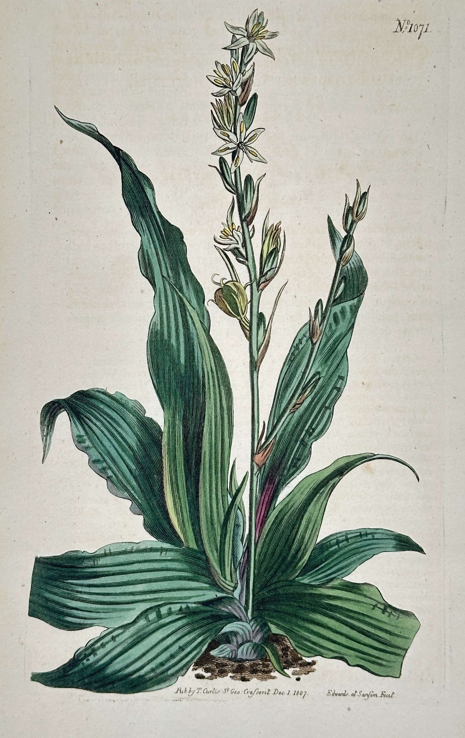 William Curtis – Star-Shaped White Flower Botanical Illustration – Hand-colored copperplate: This hand-colored copperplate engraving illustrates a slender, grass-like plant with delicate white, star-shaped flowers emerging from the center of the stem, with pink accents on the buds. The print 