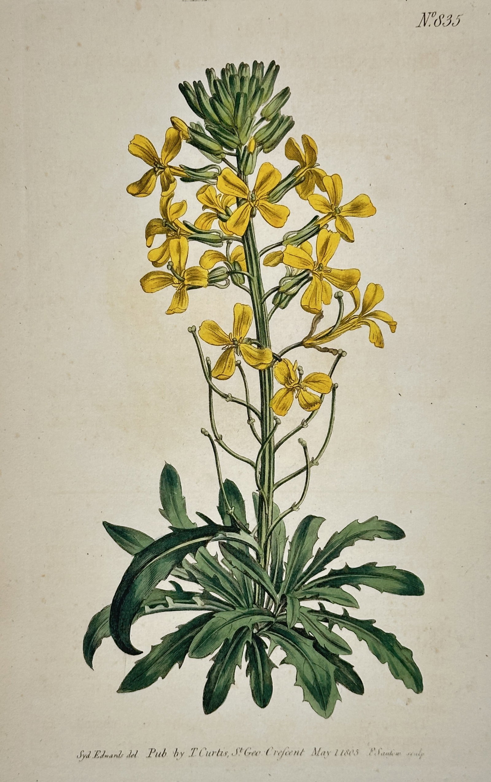 William Curtis – Yellow-Flowering Wallflower (Erysimum) Botanical Illustration: This hand-colored copperplate engraving illustrates a species of Wallflower (Erysimum), a robust plant with a rosette of lobed basal leaves and a tall spike covered in bright yellow, four-petaled flow