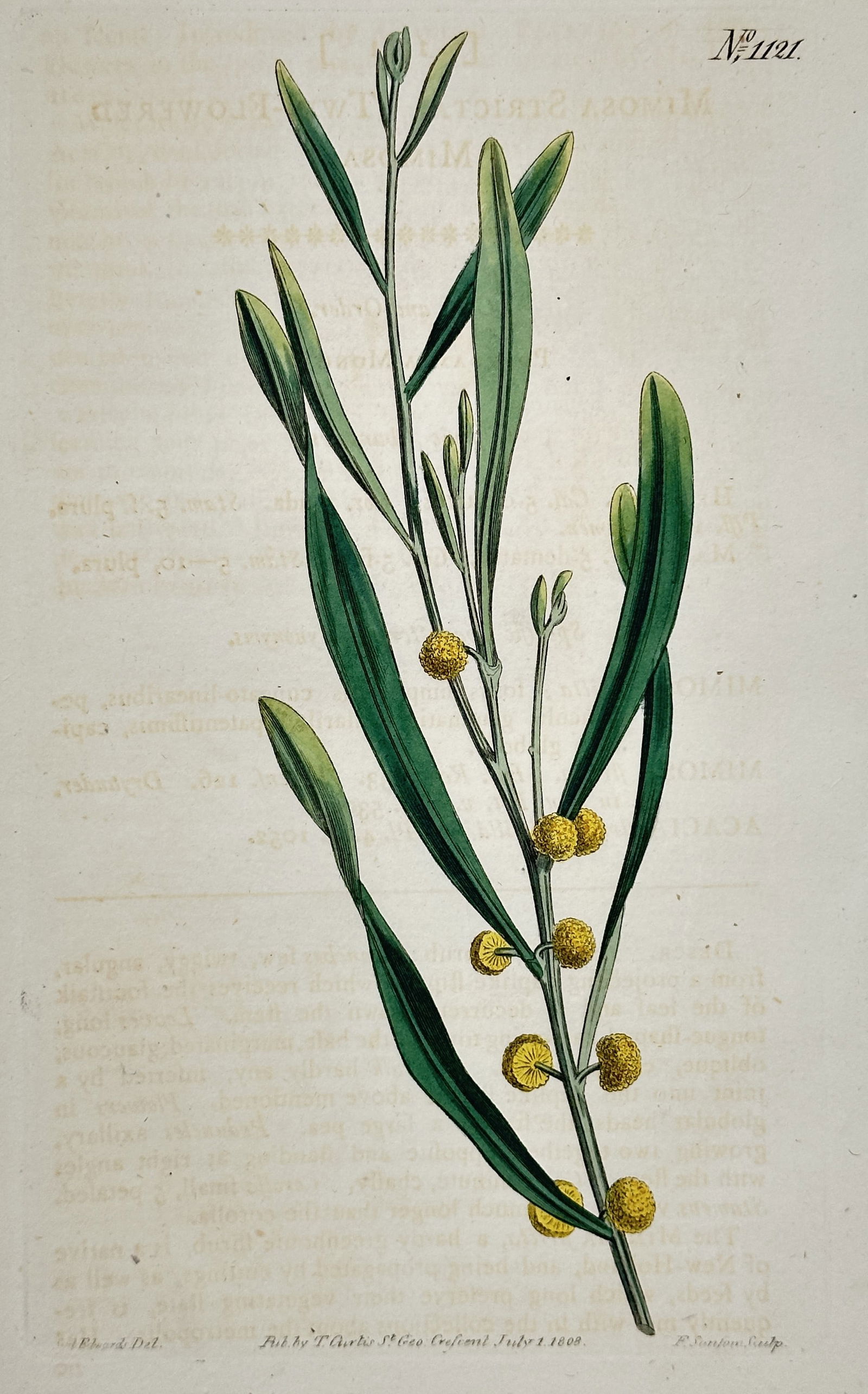 William Curtis – Wattle or Acacia Botanical Illustration – Hand-colored copperplate engraving (1 of 2)