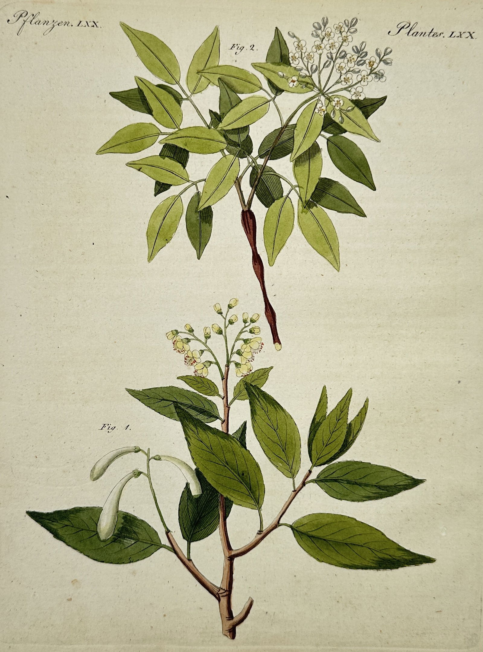 Friedrich Justin Bertuch – Flowering Shrub and Pods Botanical Illustration (1 of 2)