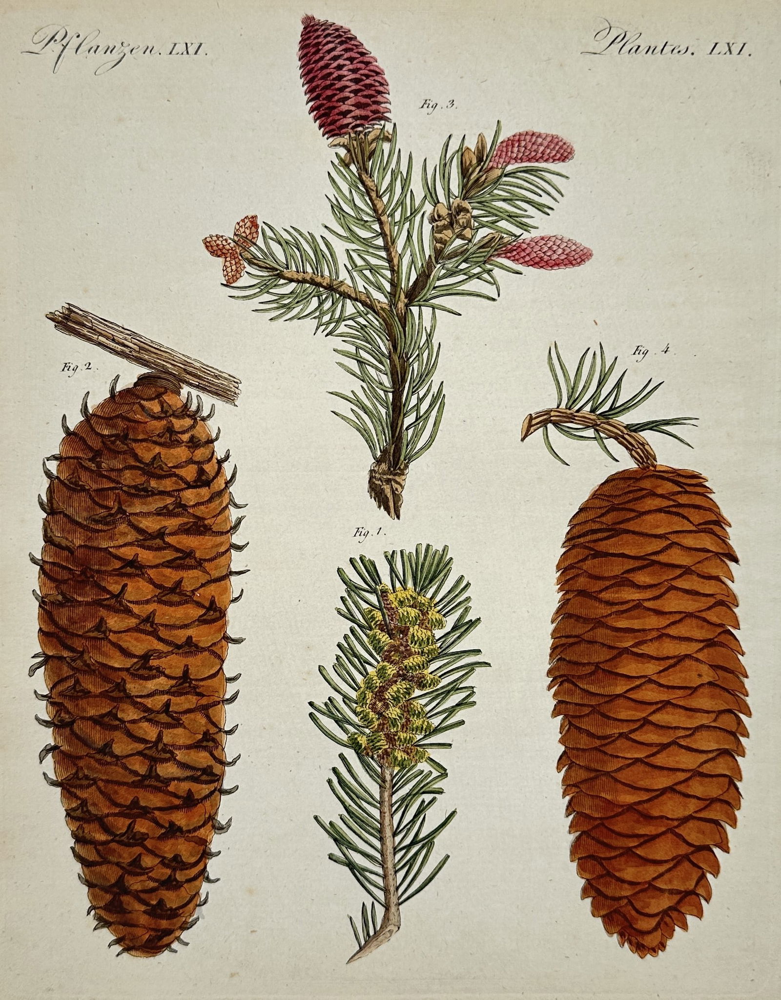 Friedrich Justin Bertuch – Wild Pigs and Peccaries Zoological Illustration: This hand-colored copperplate engraving illustrates a set of six different species of wild pigs and peccaries, including the European Wild Boar, its striped young, and various African and Asian specie