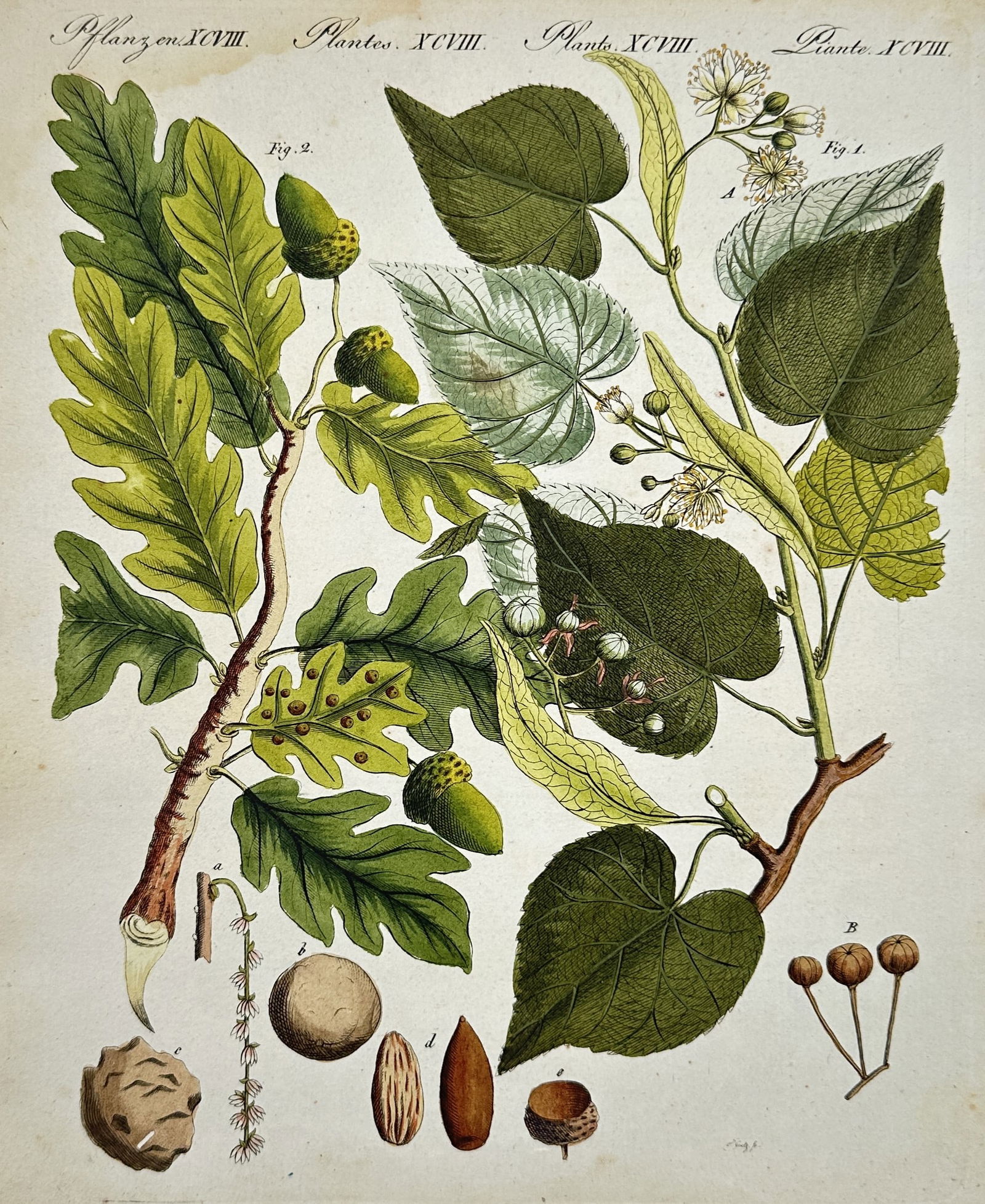 Friedrich Justin Bertuch – Oak and Linden Tree Botanical Illustration (1 of 2)