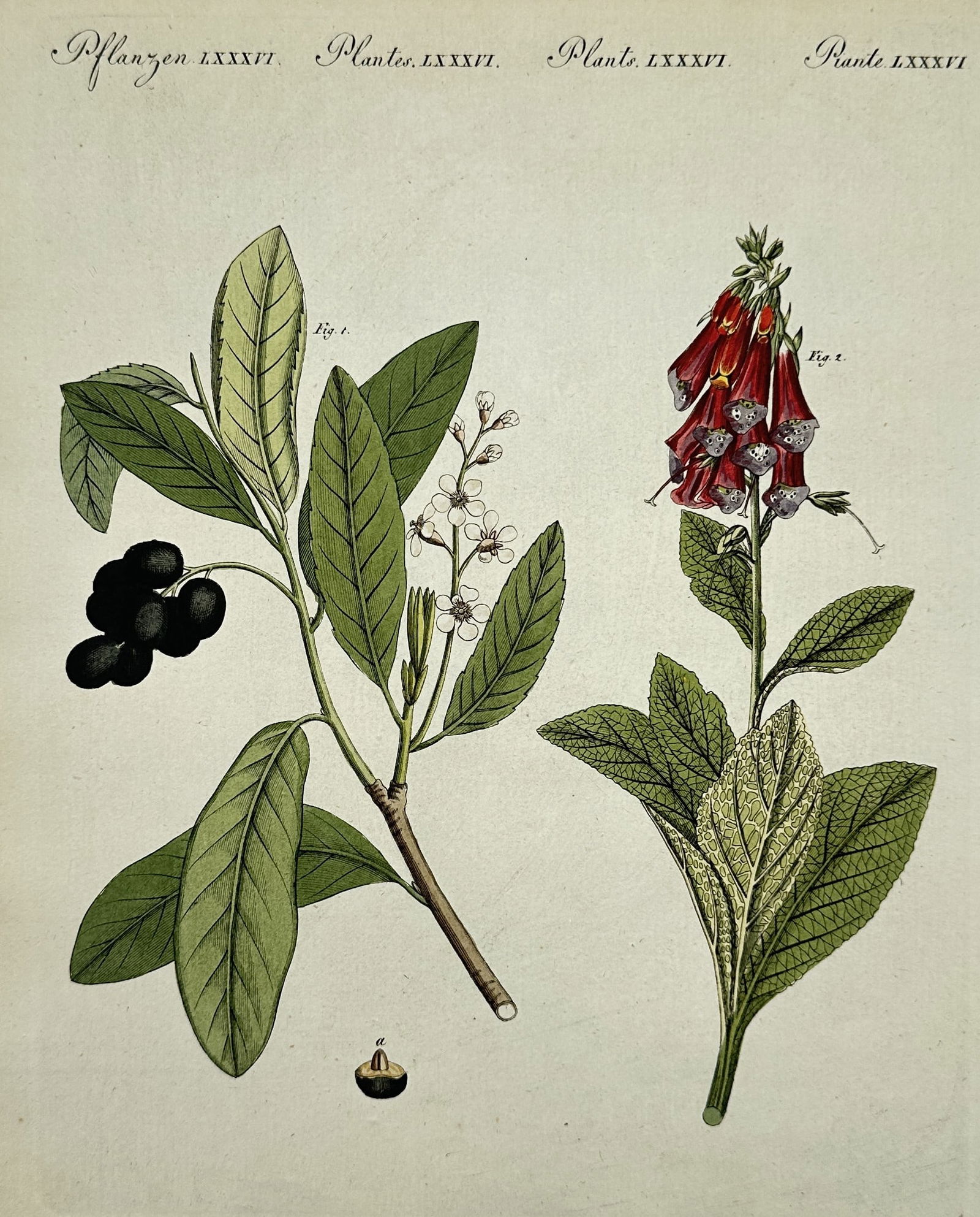 Friedrich Justin Bertuch – Berry and Red Bell-Shaped Flower Botanical Illustration (1 of 2)