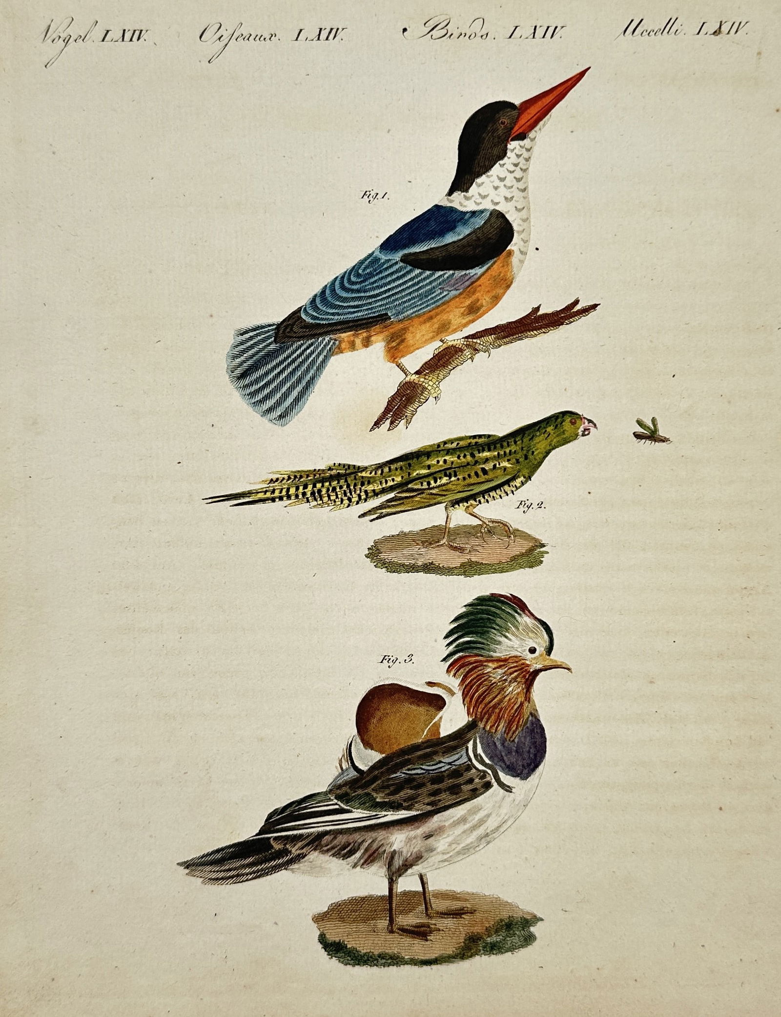Friedrich Justin Bertuch – Three Birds including Kingfisher and Ornamental Duck (1 of 2)
