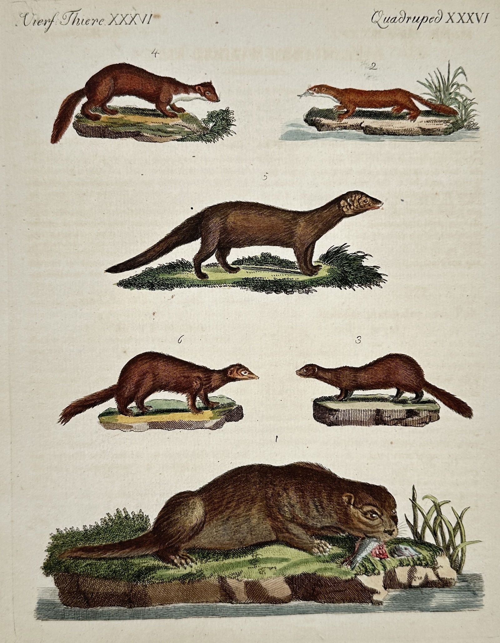 Friedrich Justin Bertuch – Mustelids including Otters and Weasels Zoological Illustration (1 of 2)