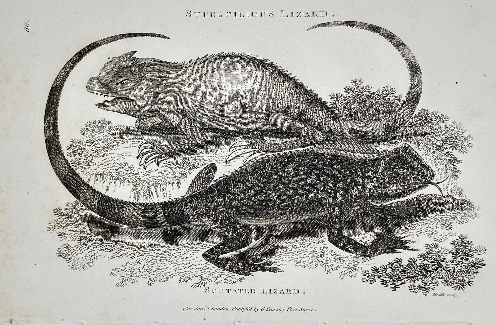 George Shaw (1751–1813) – Supercilious Lizard and Scutated Lizard – Copperplate engraving: This copperplate engraving depicts two reptile species, the Supercilious Lizard (Uranoscodon superciliosa) and the Scutated Lizard (Lyriocephalus scutatus), published in the encyclopedic work General