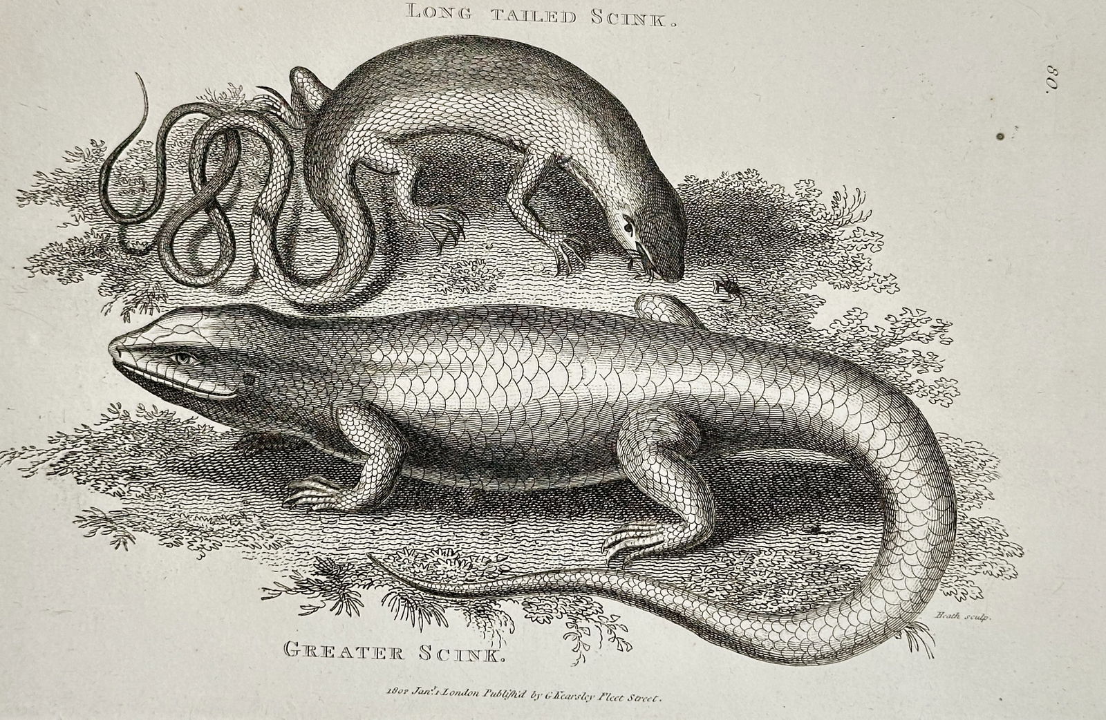 George Shaw (1751–1813) – Long Tailed Scink and Greater Scink – Copperplate engraving: This copperplate engraving depicts two species of lizard, the Long Tailed Scink (Lacerta longicauda) and the Greater Scink (Eugongylus rufescens), published in the comprehensive multi-volume work Gene