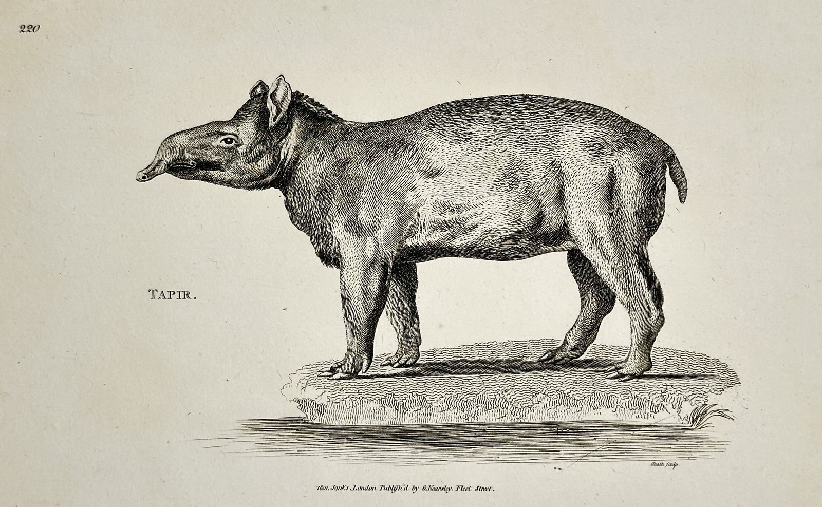 George Shaw (1751–1813) – Tapir – Copperplate engraving (1800) (1 of 2)