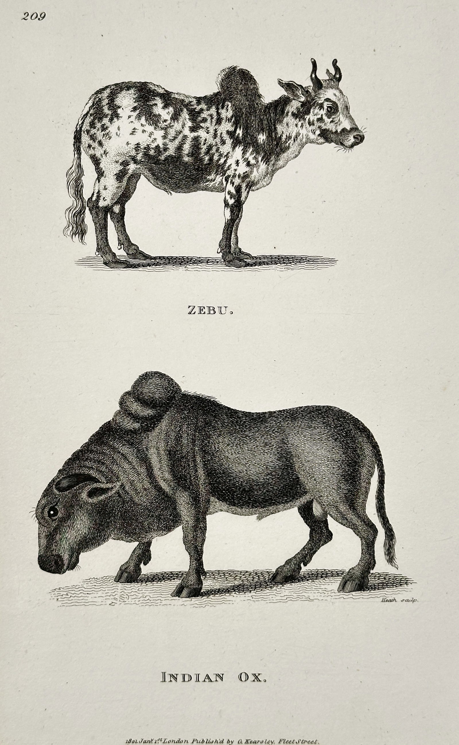 George Shaw (1751–1813) – Zebu and Indian Ox – Copperplate engraving (1801): This copperplate engraving depicts two distinct bovine subspecies, the Zebu (Bos indicus), characterized by its prominent hump and often spotted coat, and the Indian Ox (likely Bos taurus indicus), sh