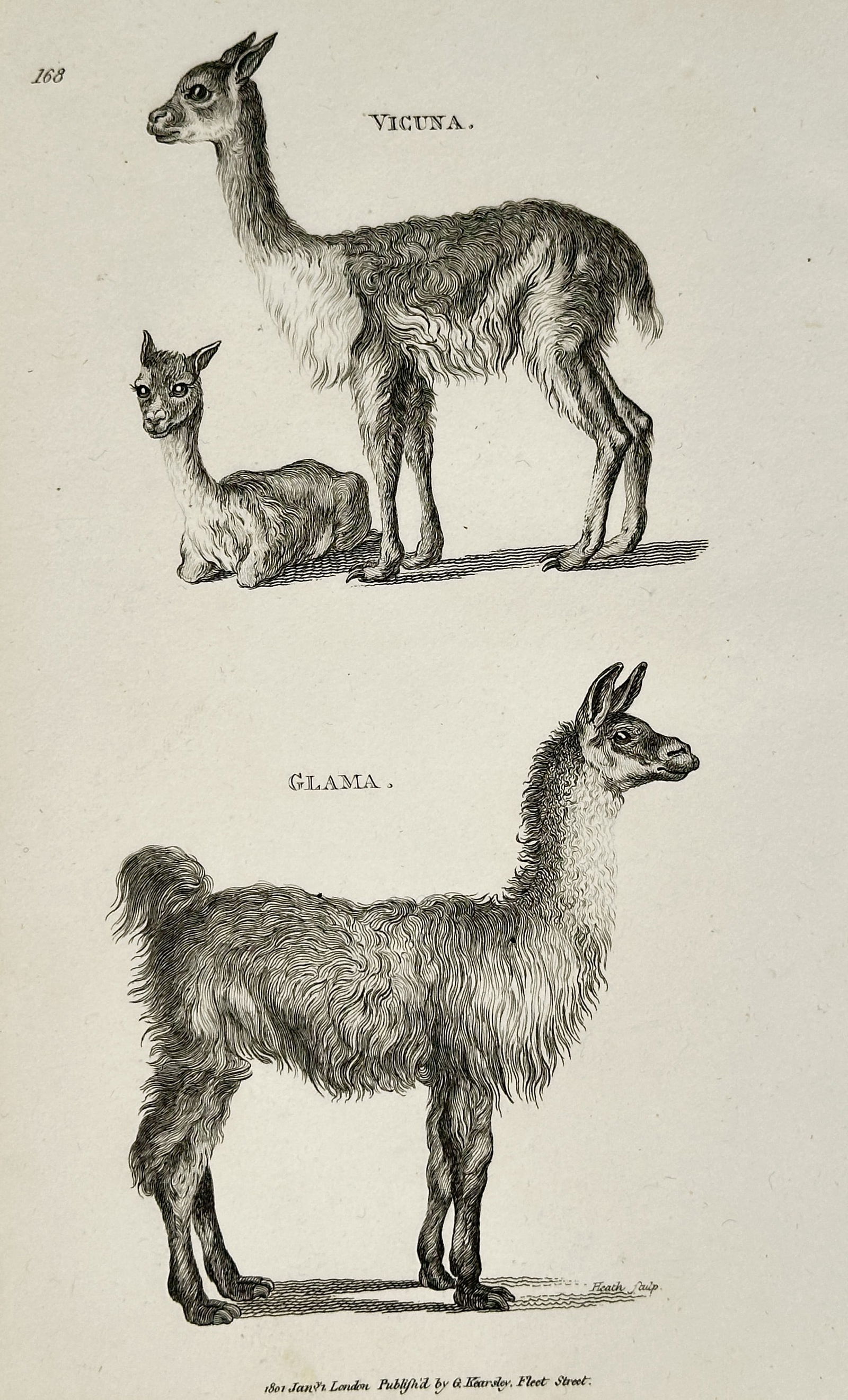 George Shaw (1751–1813) – Vicuna and Lama – Copperplate engraving (1801): This copperplate engraving depicts two South American camelids, the Vicuna (Vicugna vicugna) and the larger Lama (Lama glama), illustrating their size and wool characteristics. The print was engraved
