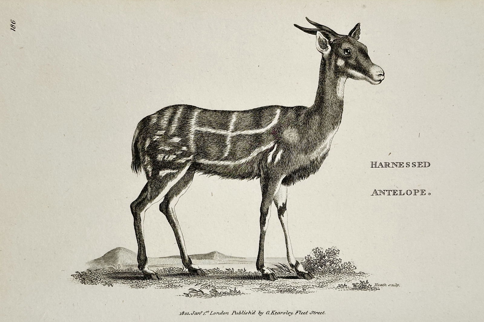 George Shaw (1751–1813) – Harnessed Antelope – Copperplate engraving (1801): This copperplate engraving depicts the Harnessed Antelope (Tragelaphus scriptus), characterized by the distinct vertical stripes across its body, standing in a naturalistic landscape. The print was en